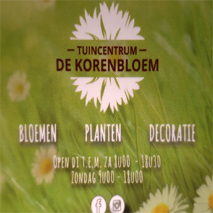 De Korenbloem